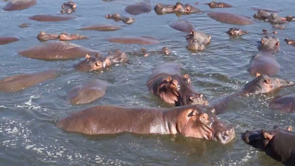 Une activité intéressante à faire dans le parc national du Serengeti : observer les hippopotames à la piscine pour hippopotames de Retina.