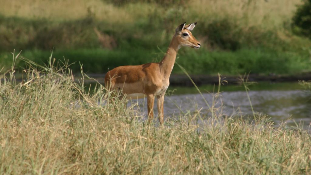 Une activité étonnante à faire dans le parc national du Serengeti : la visite des sources de Bologonja.