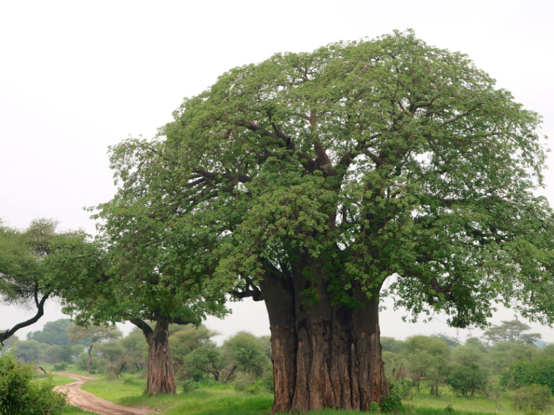 Vista del baobab del Parque Nacional de Tarangire