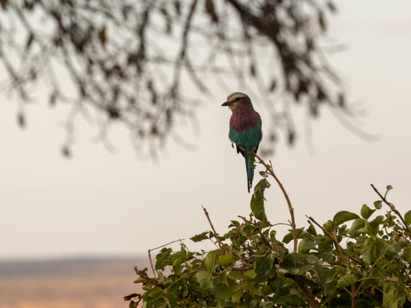 Pájaro del Parque Nacional de Tarangire en un árbol