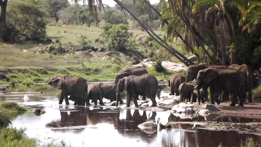 Une activité à faire dans le parc national du Serengeti : l'observation de la faune sauvage.