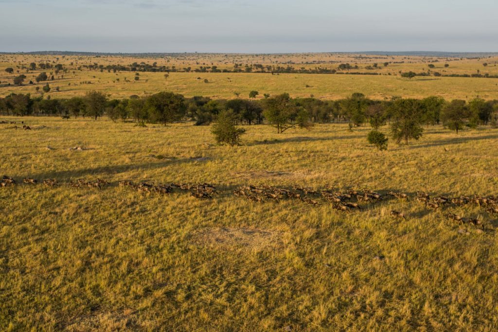 Endlose Steppen in der Serengeti
