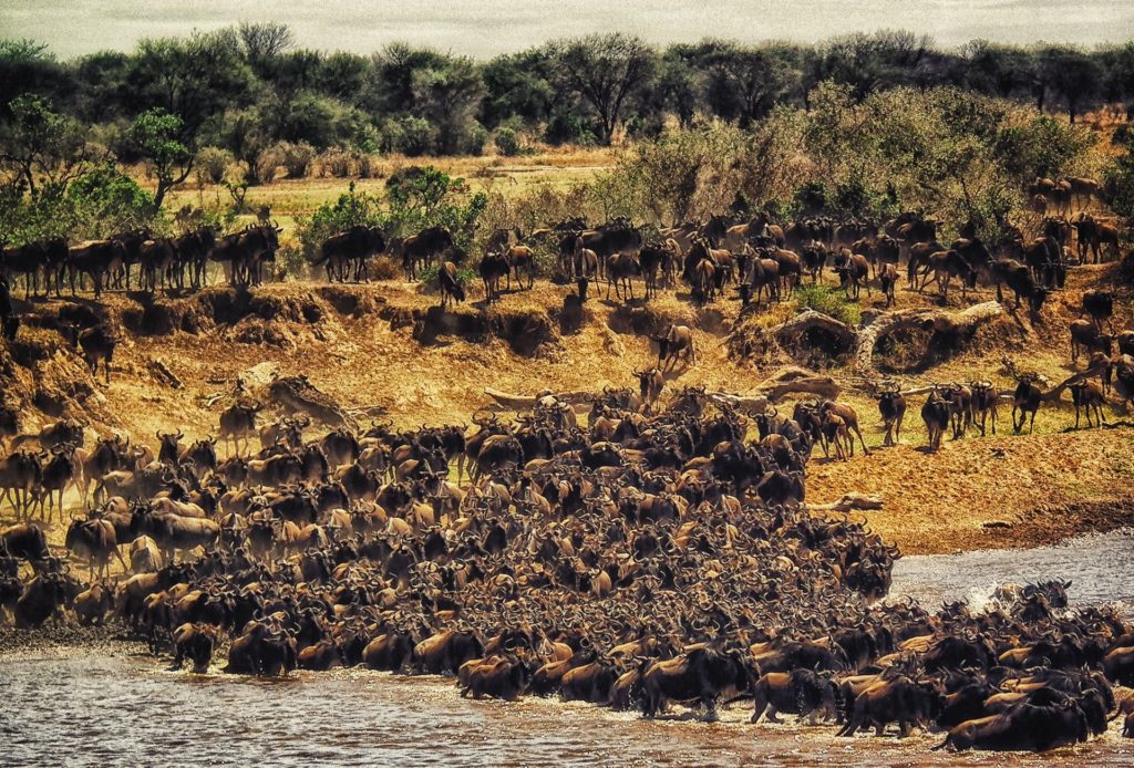 La gran migración de los ñus en el Parque Nacional del Serengeti