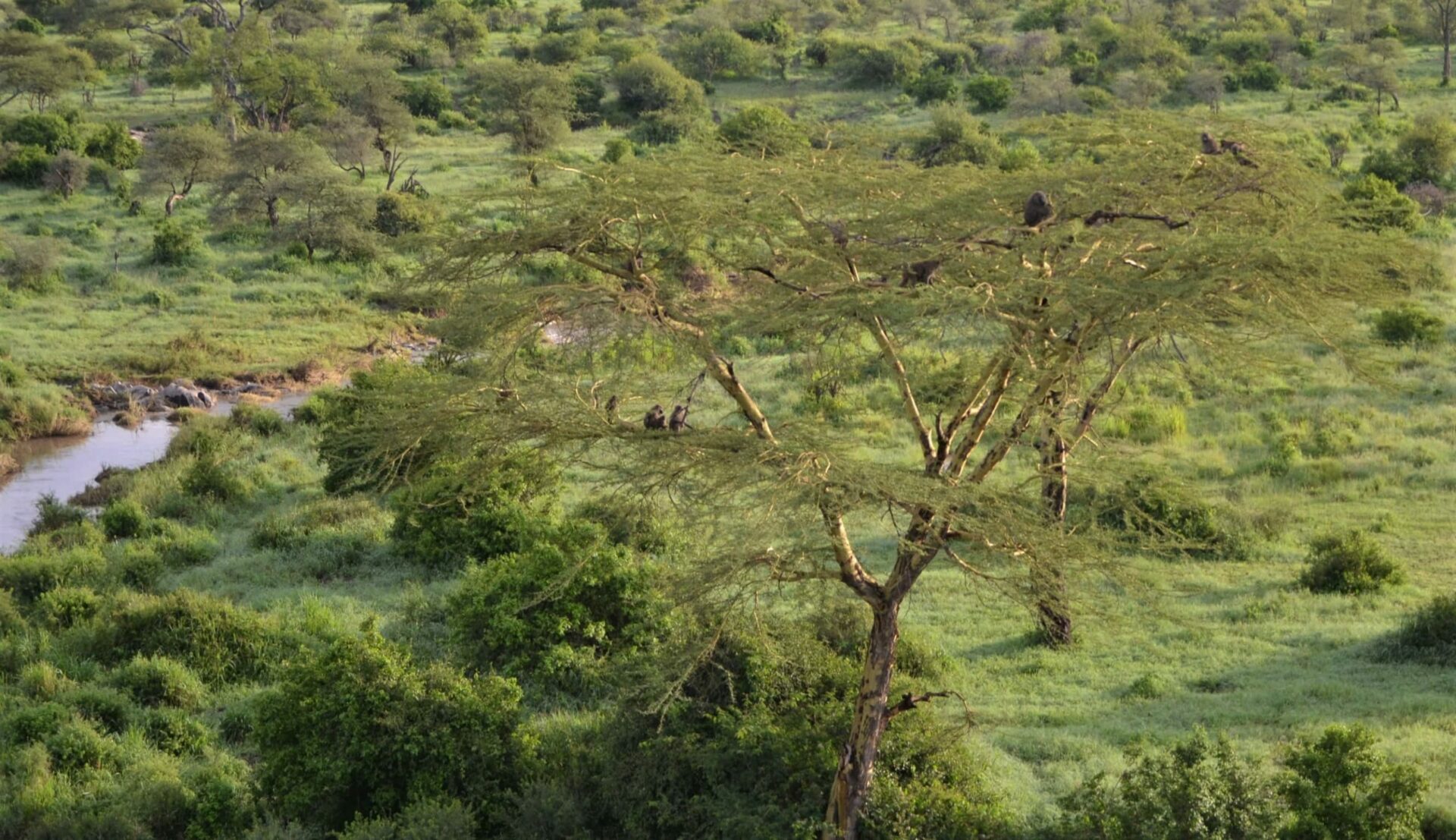 Singes sur un arbre dans le Serengeti