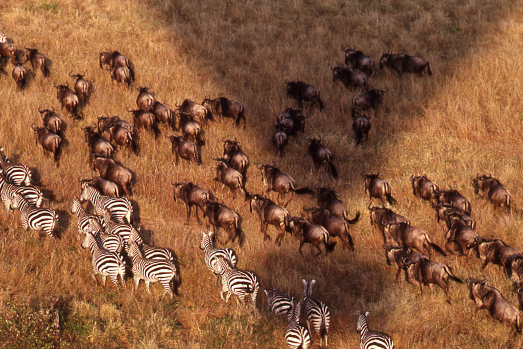 Kenya – Masai Mara National Park is good For a Balloon Safari in Africa