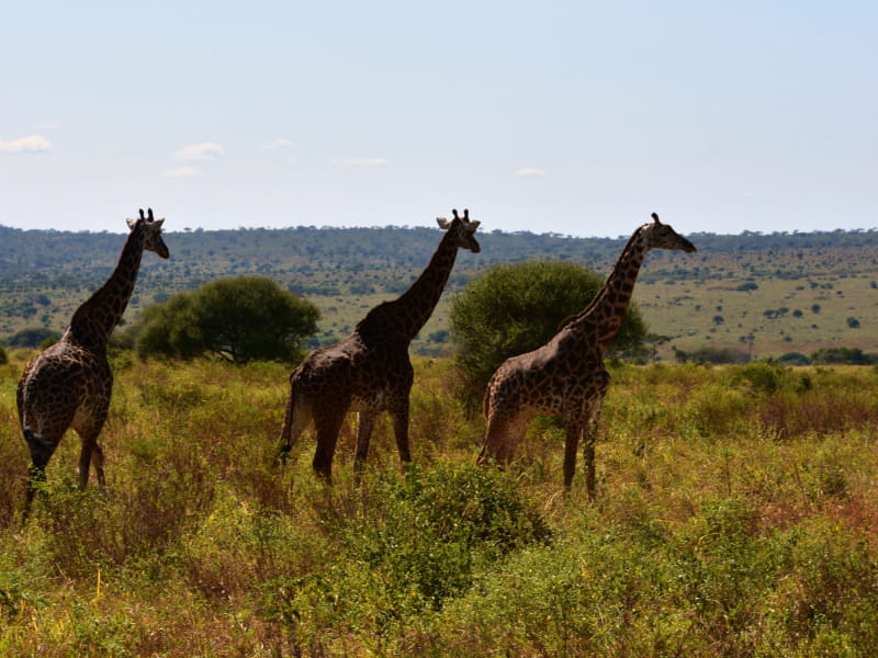 Le giraffe del Parco Nazionale del Tarangire 