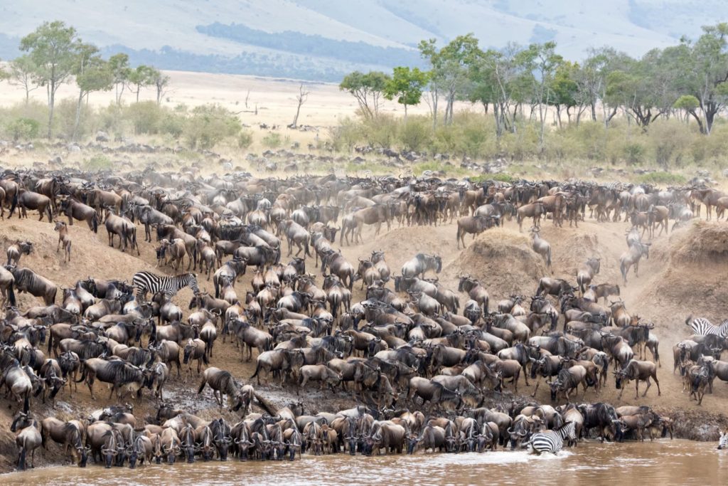 Die große Migration Serengeti