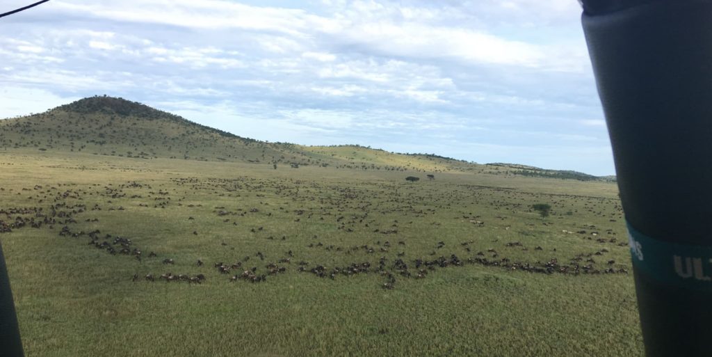 Vedere la grande migrazione mentre si è su una mongolfiera-safari nel Serengeti