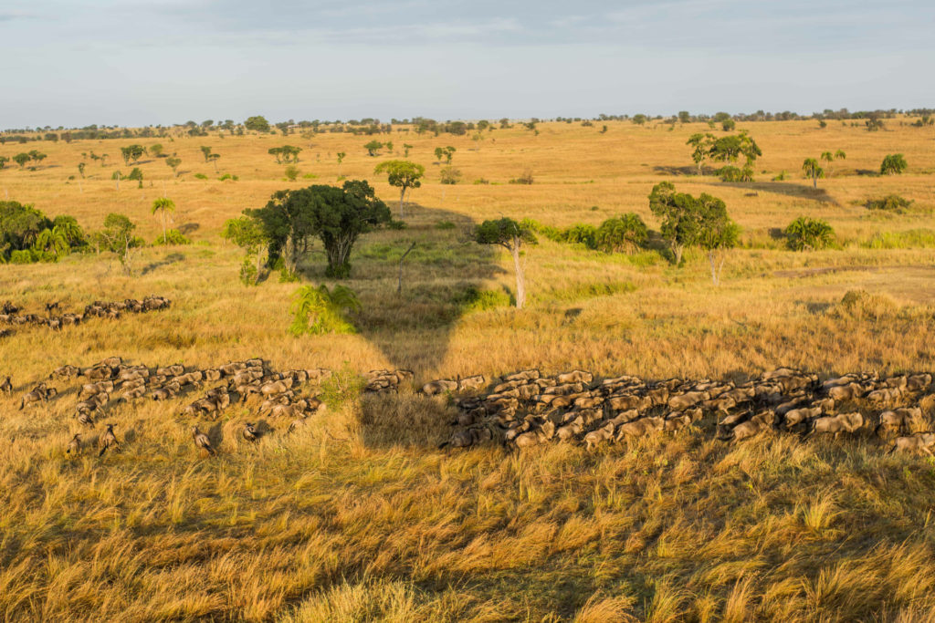 Wildebeest migration in the Serengeti is good For a Balloon Safari in Africa