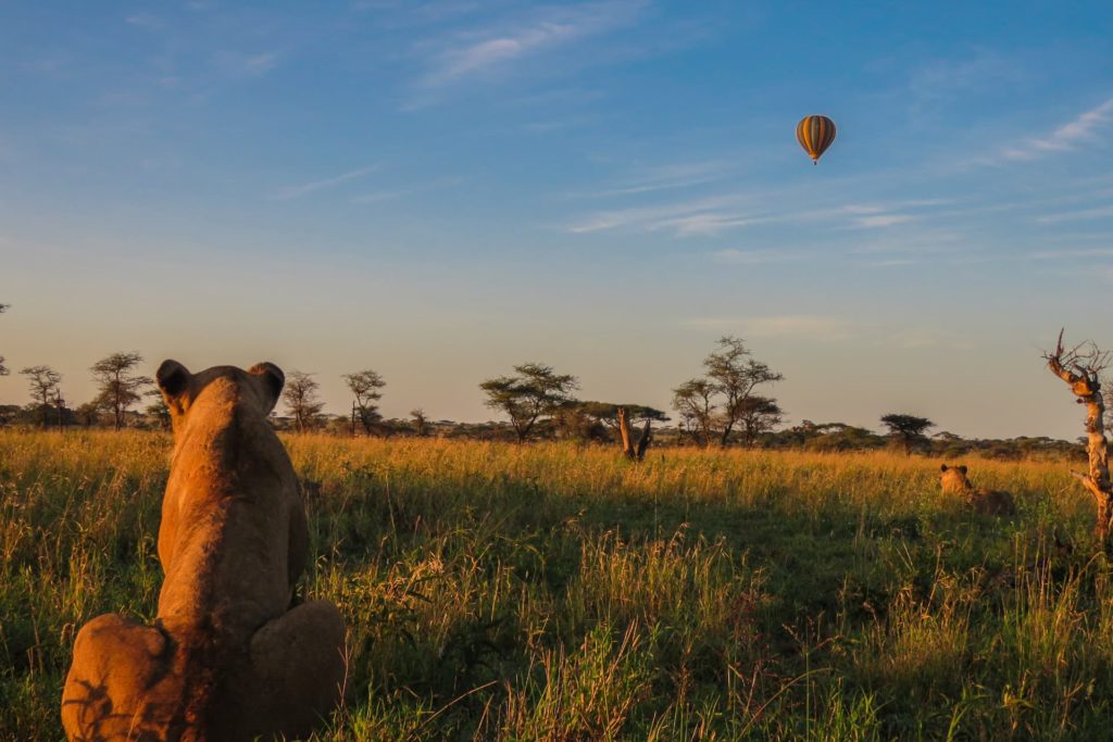 uno de los cinco grandes del Serengeti