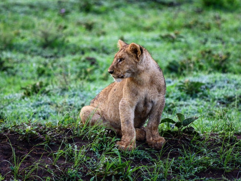 Lions are one of the Big Five animals