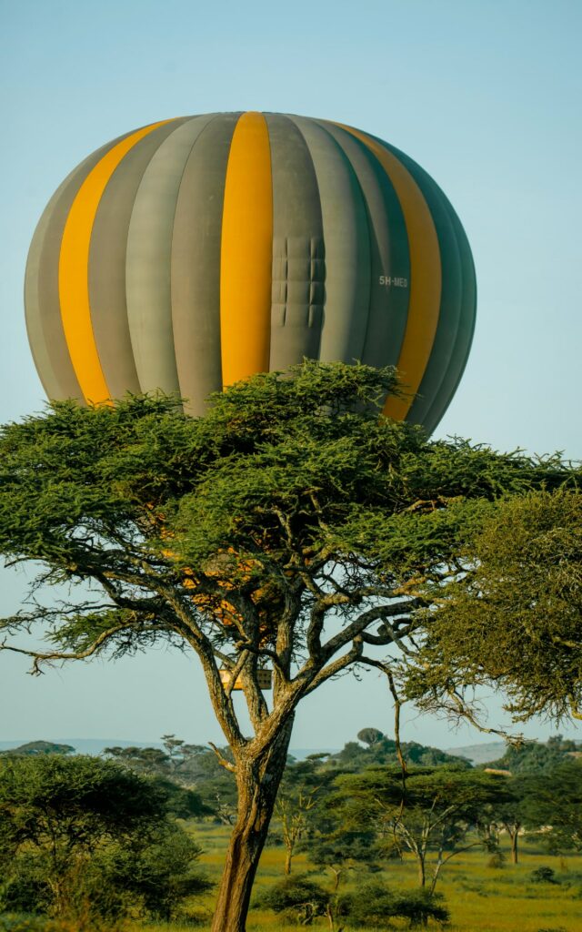Hot air balloon covered by a tree
