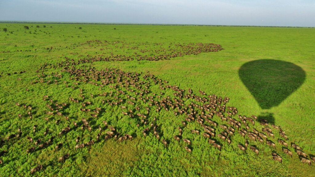 View of the Wildebeest from a balloon