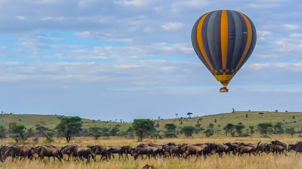 Balloon over a group of Wildebeests