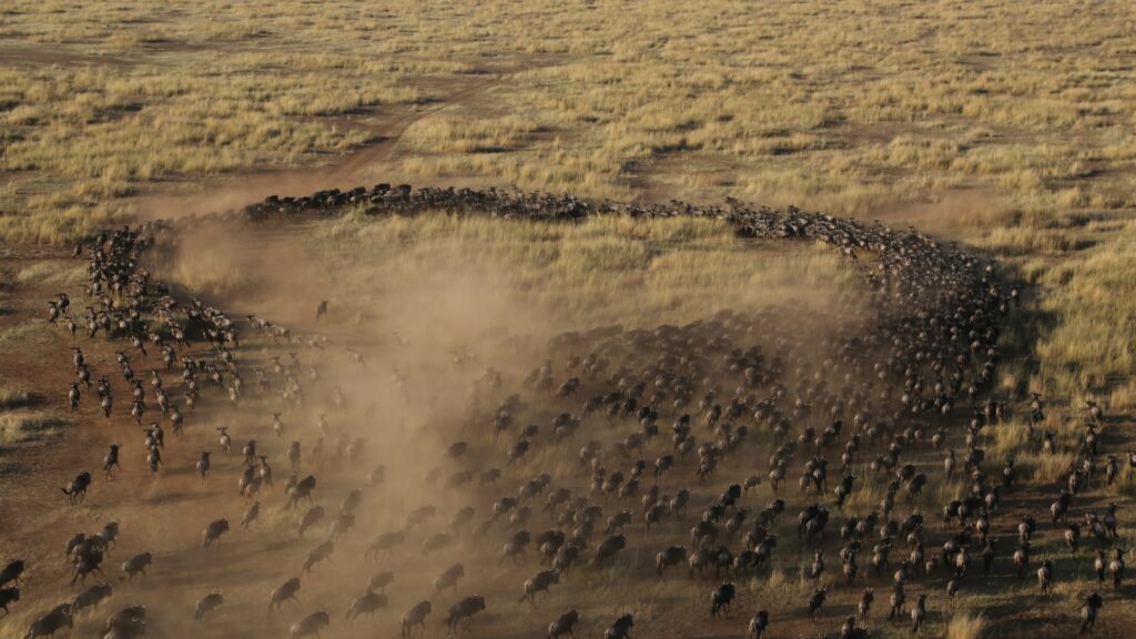 Gnous se déplaçant dans le Serengeti