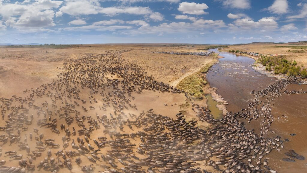 Gnous autour de la rivière Mara