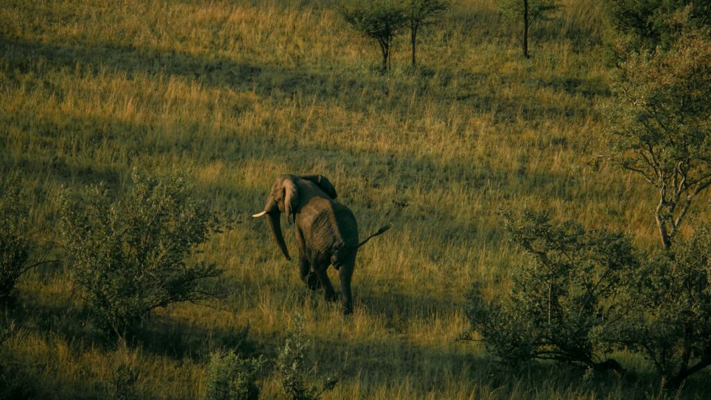 Vue d'un éléphant depuis une montgolfière