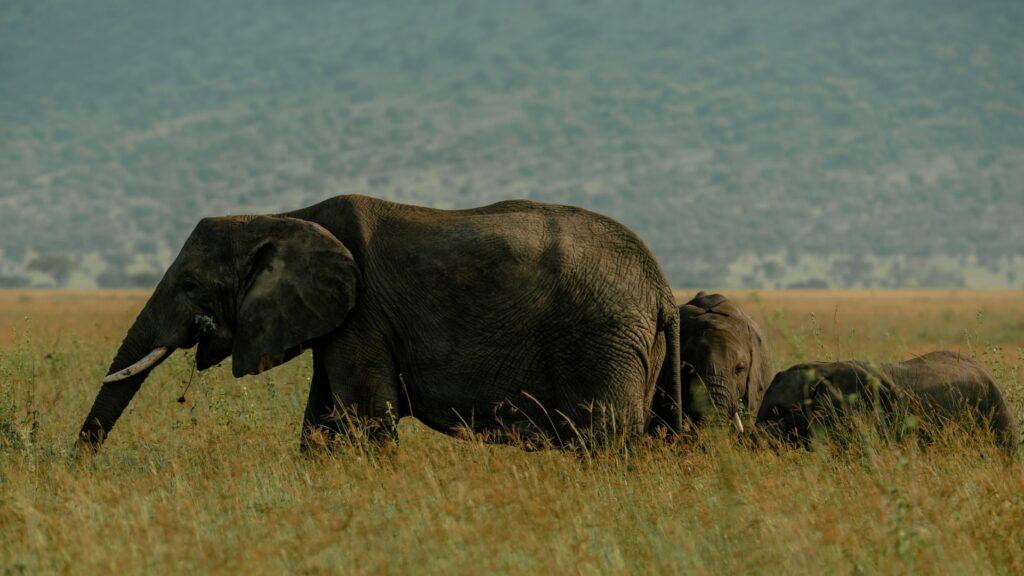 Éléphants dans le Serengeti