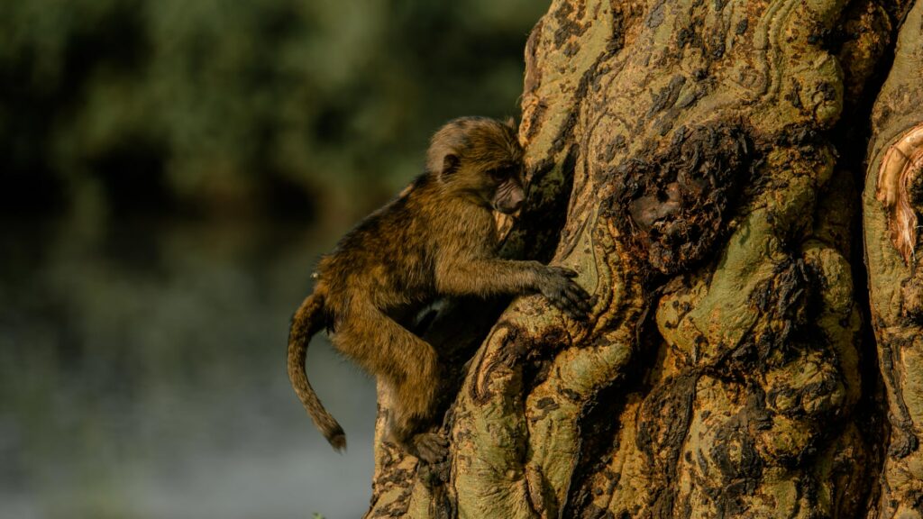 Baboon climbing a tree
