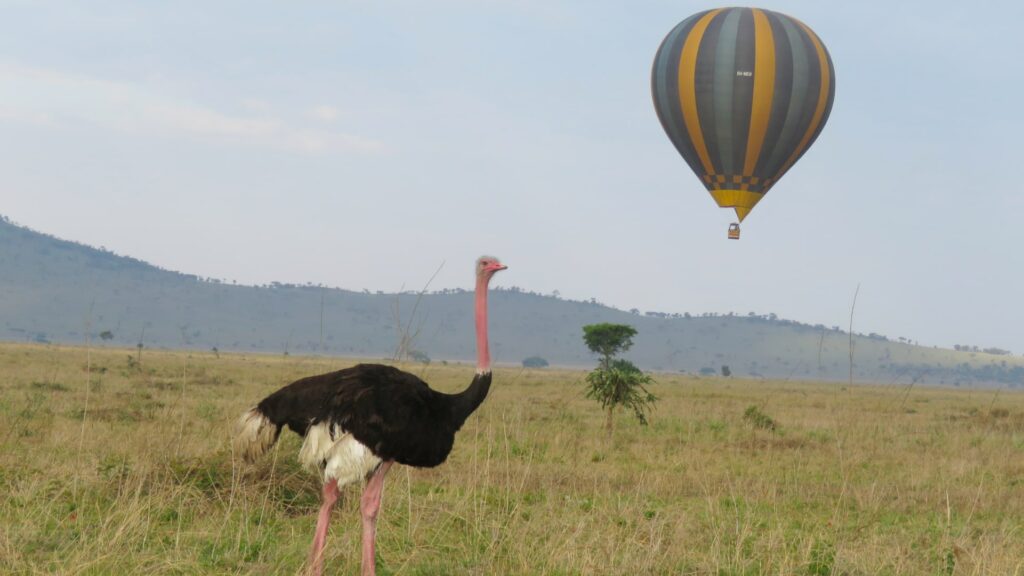 Avestruces en las llanuras del Serengeti