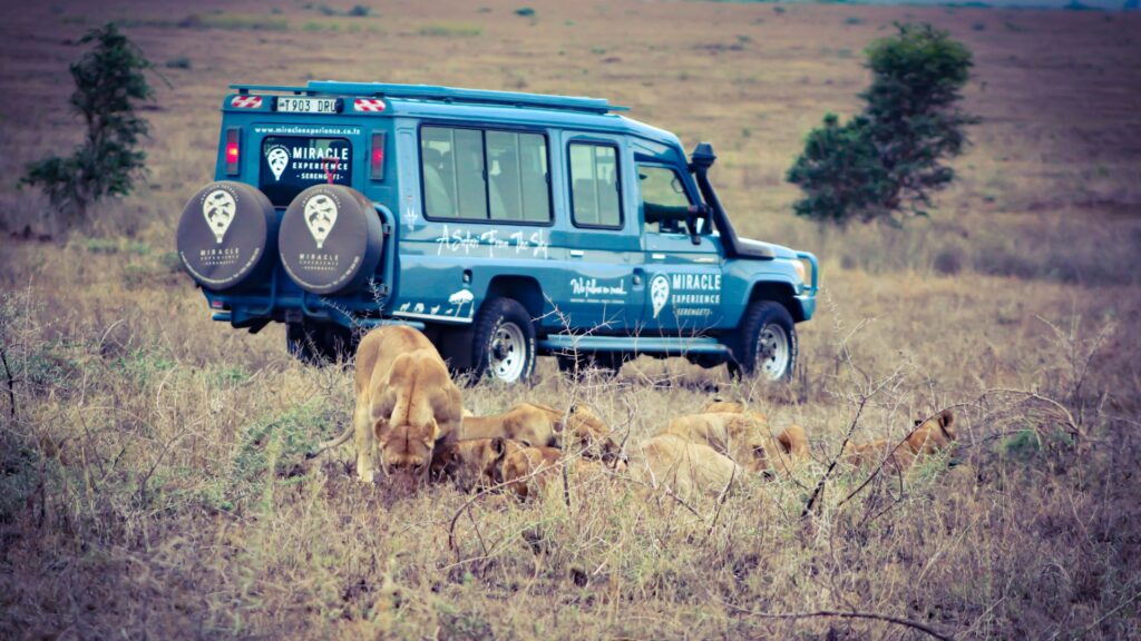 Les lions se nourrissent dans le Serengeti