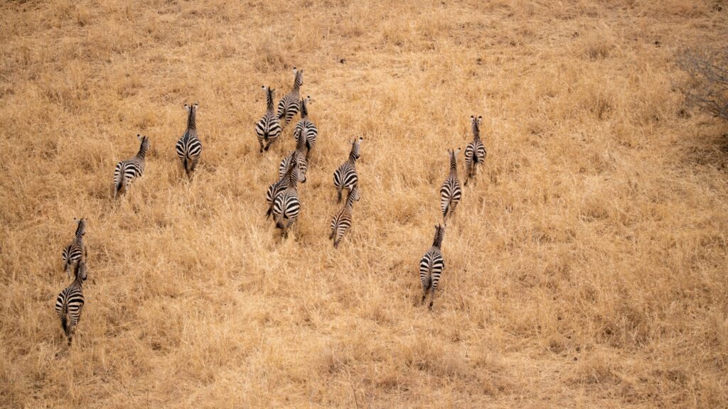 Zebre nelle pianure del Serengeti