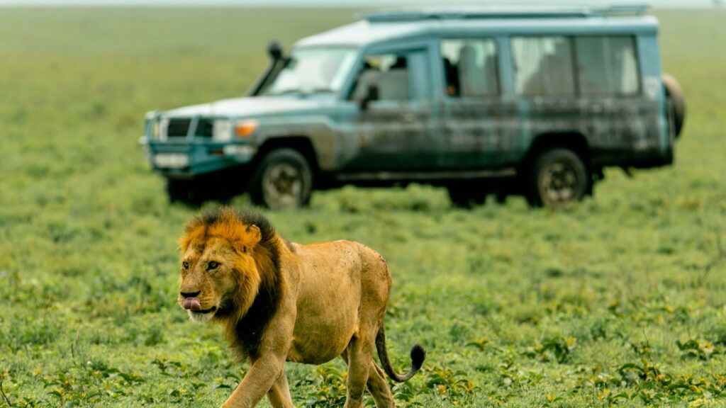 A lion walking in the Serengeti plains