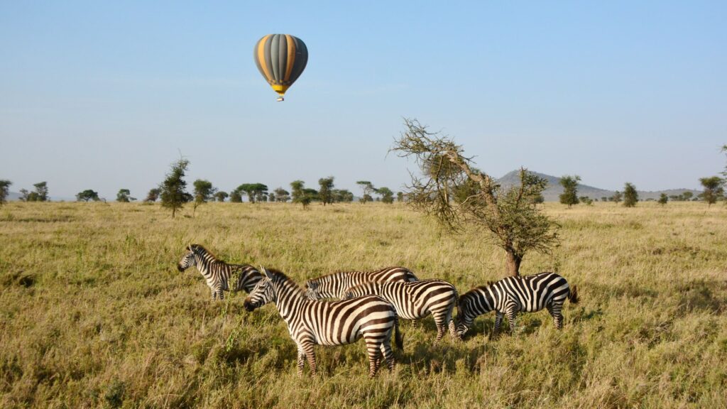 Zebras und ein Heißluftballon