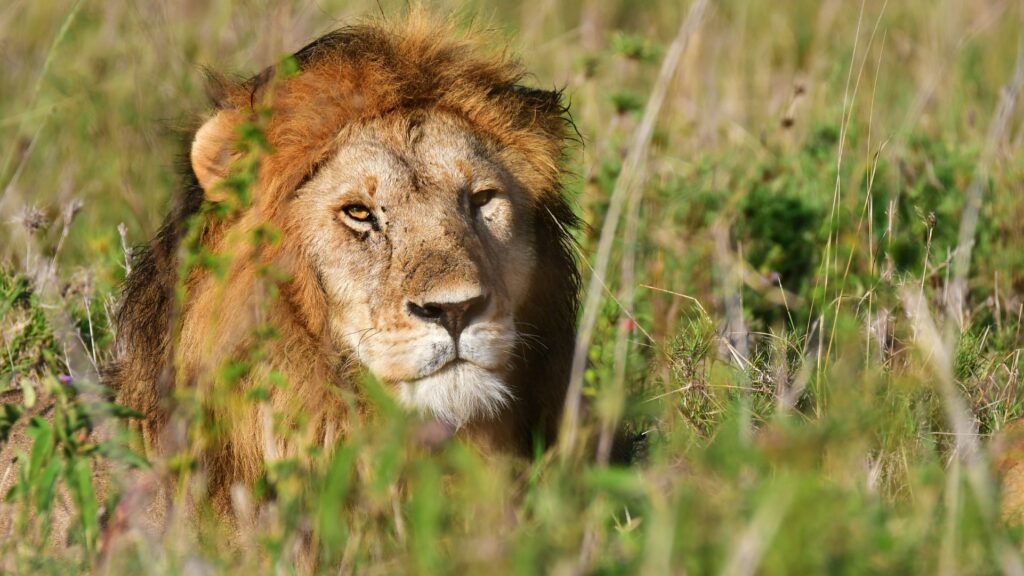 Un leone nelle pianure del Serengeti