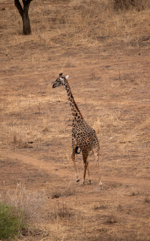 Girafe vue depuis une montgolfière