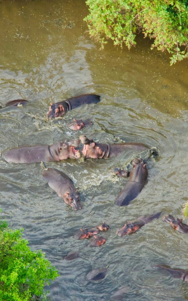 Hippopotames à la piscine des hippopotames au Serengeti
