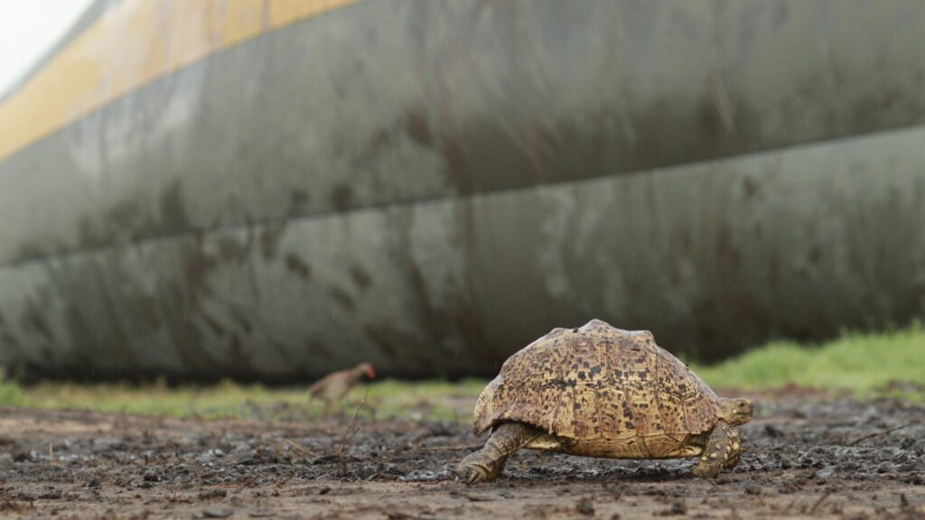Tortoise at the launch site