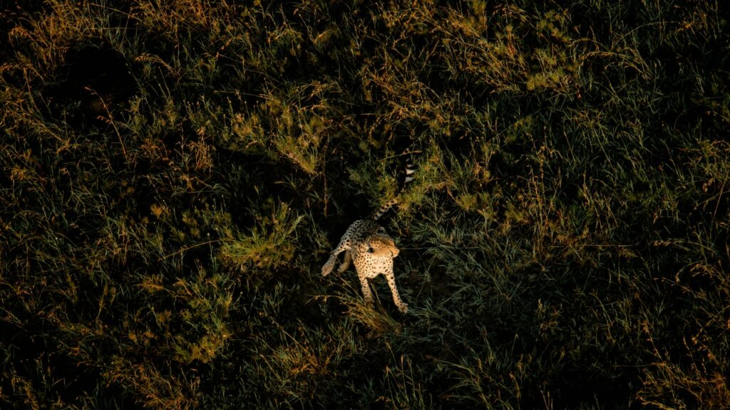 Luftaufnahme der Tierwelt in der Serengeti
