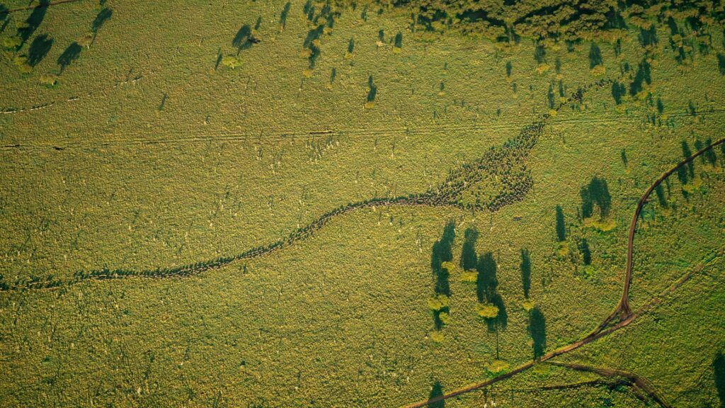 Una vista de la gran migración de ñus