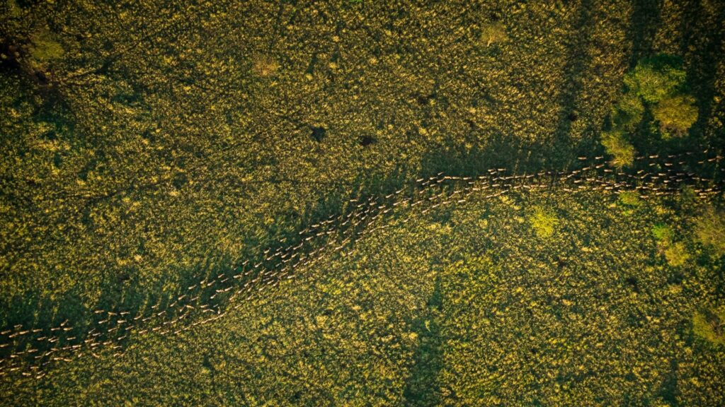 Great Migration in a line