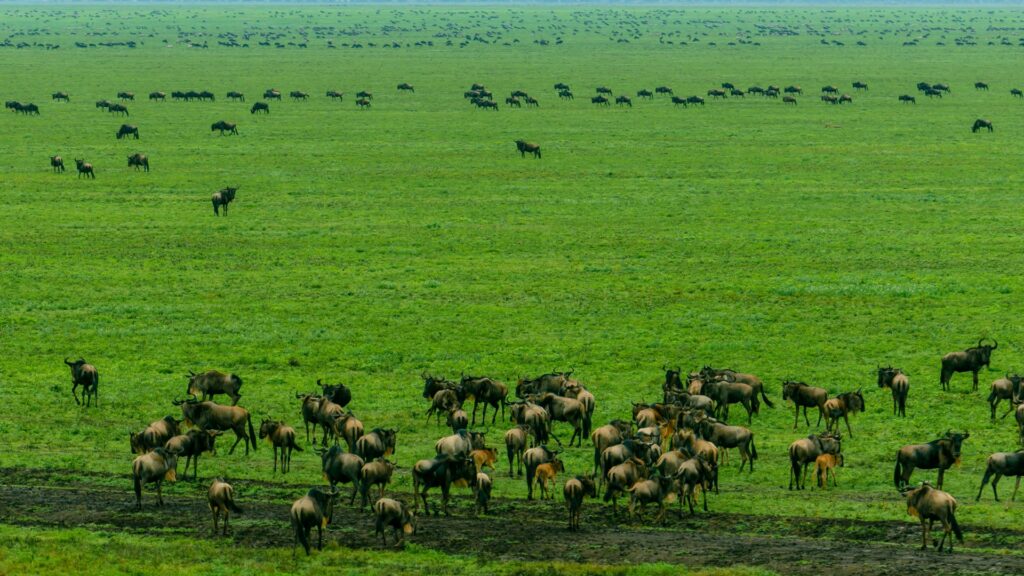 Gnous dans les plaines du Serengeti