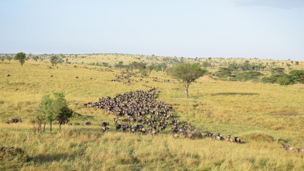 La gran migración de los ñus