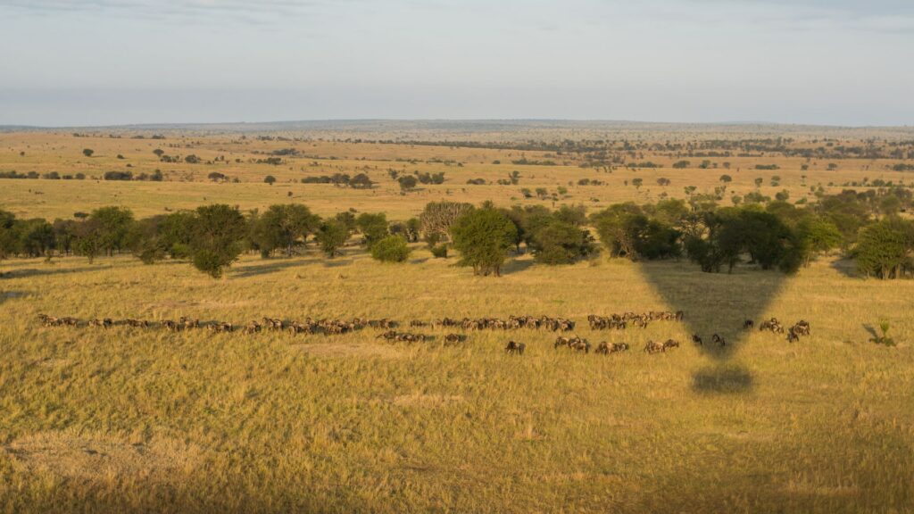 Wildebeests Migration