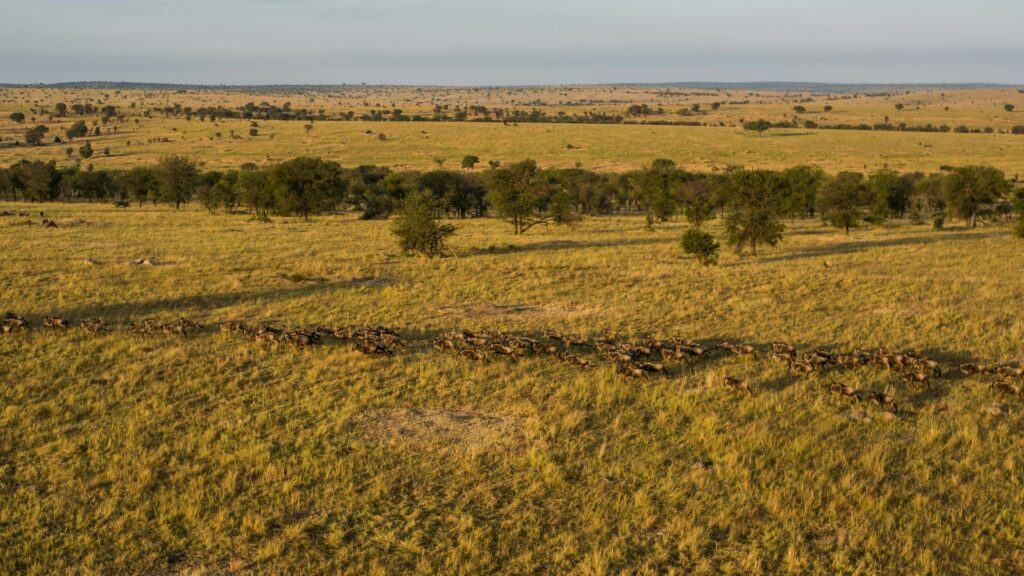 Wildebeest migrating in Serengeti plains