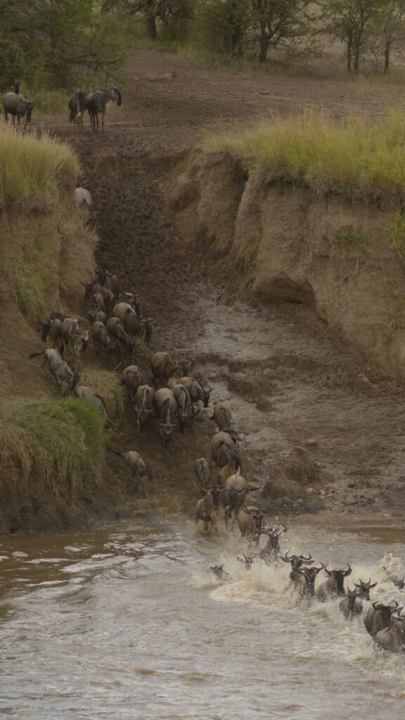 Gnus, die den Mara-Fluss überqueren