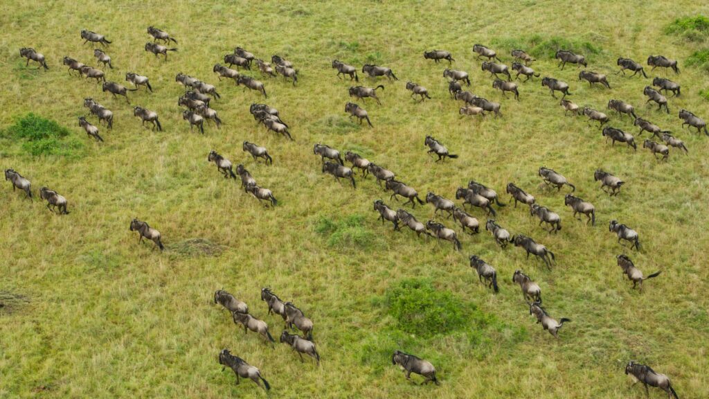 Upclose view of the Great Wildebeest Migration