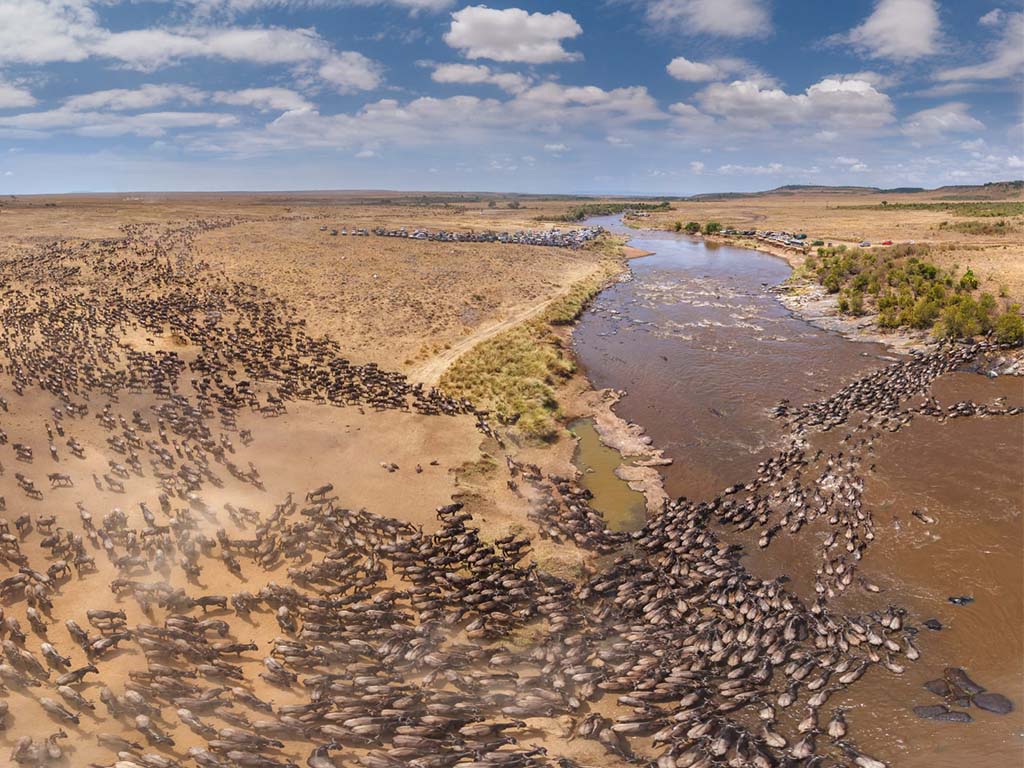 Close-up shot of wildebeests From The Balloon crossing a river during the Great Wildebeest Migration.