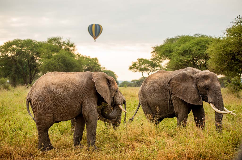 elephants from Tarangire National Park Miracle experience Balloon Safari