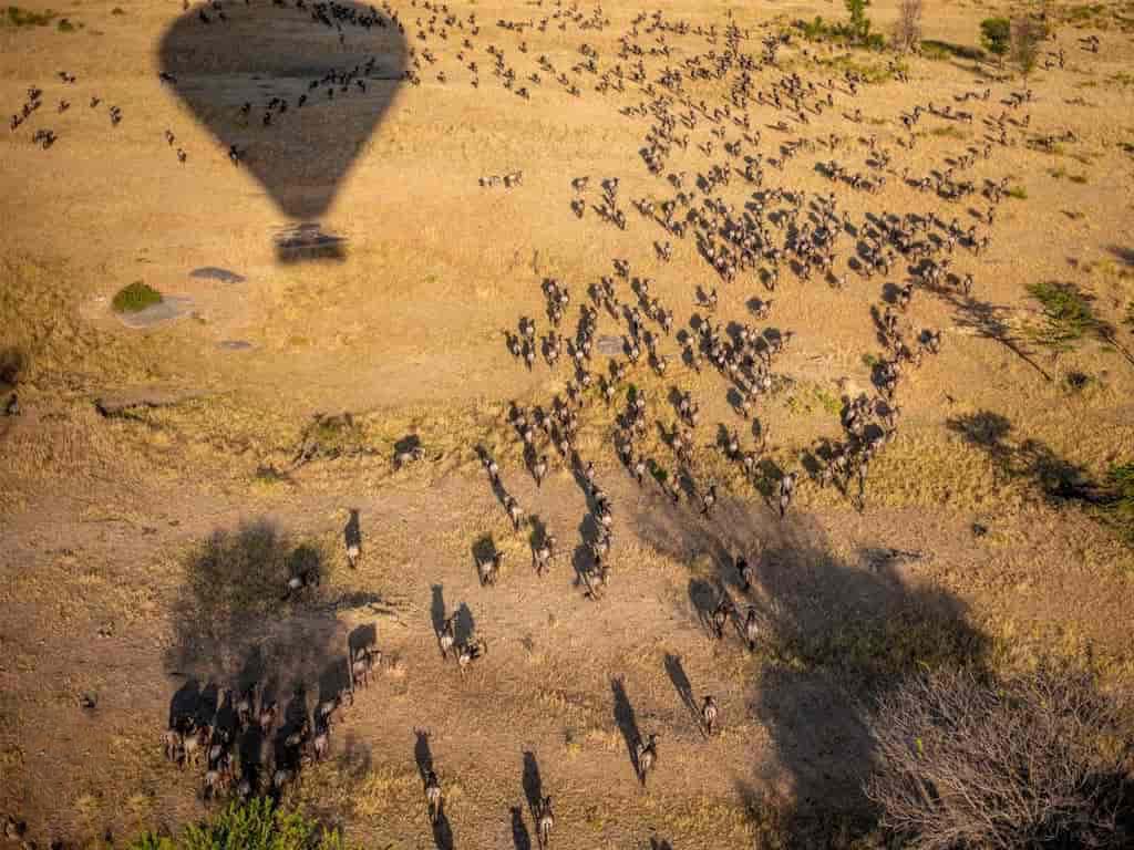 The wildebeest Migration Of serengeti