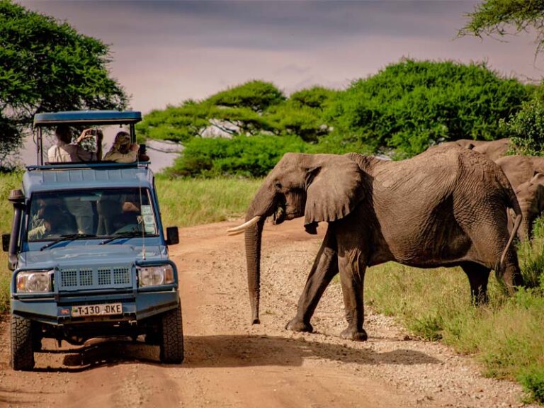 Guide to Planning Your Safari to Tanzania