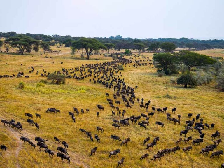 A Prime Time Safari with The Wonders of Kirawira.